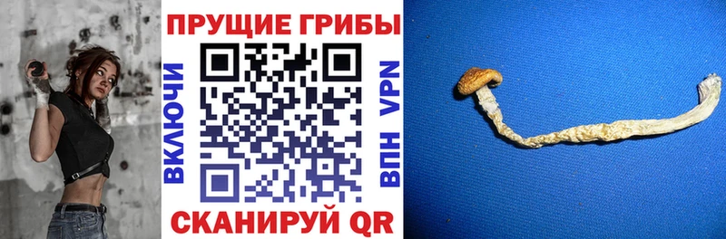 Псилоцибиновые грибы Psilocybe  Красноперекопск 